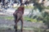 Animal misterioso é flagrado no interior de São Paulo e assusta moradores: ‘Chupa-cabra’