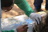 Em Petrolina, Campanha de Vacinação Antirrábica encerra na próxima sexta-feira