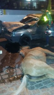 CAVALO1