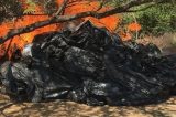 Polícia apreende mais de uma tonelada de maconha em Belém do São Francisco