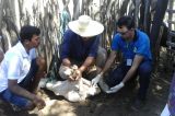 Produtores Rurais da Bahia se preparam para melhorar o rebanho e evitar perdas com a seca