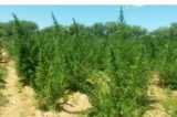 Operação conjunta PMPE X DPF prende maconha pronta para consumo em Orocó