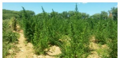 MACONHA
