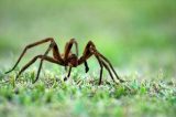 Cientistas avançam no uso de derivado do veneno de aranha contra impotência
