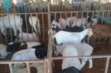 Produtores Rurais realizam bons negócios na Feira de Caprinos e Ovinos de Massaroca em Juazeiro-BA Produtores Rurais realizam bons negócios na Feira de Caprinos e Ovinos de Massaroca em Juazeiro-BA
