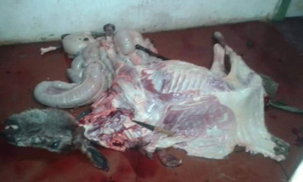 jegue morto desso