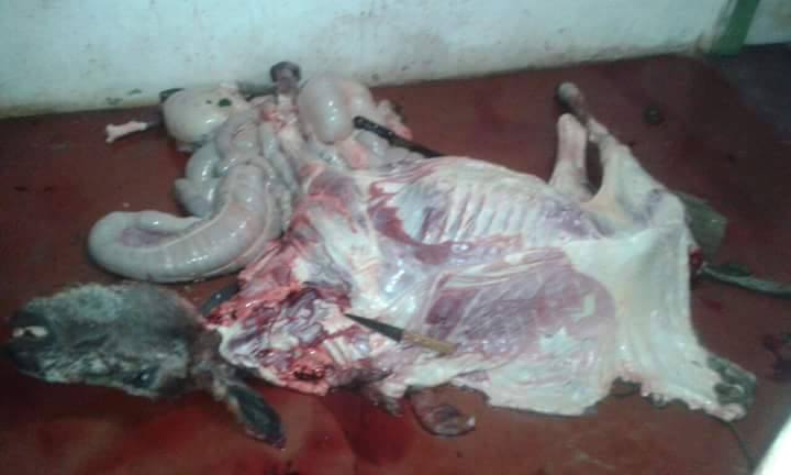 jegue morto desso