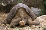 Tartaruga macho cruzou tanto que conseguiu salvar espécie da extinção Tartaruga macho cruzou tanto que conseguiu salvar espécie da extinção