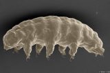 Cientistas descobrem o segredo do animal mais resistente do mundo