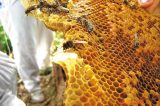 Para escapar da seca, apicultores transferem colmeias