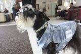 Morre cão que consolava famílias durante velórios