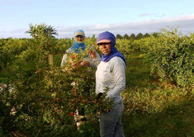 agricultores