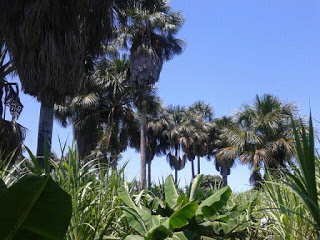 plameiras1