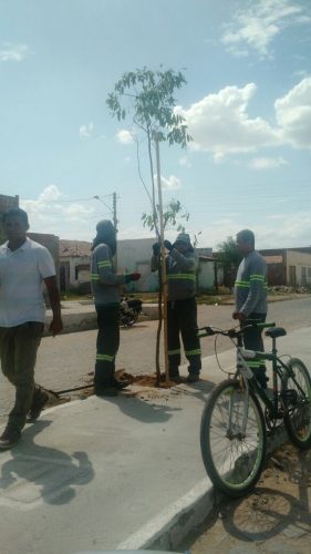 plantacao-arvoes-2-pedro-raimundo