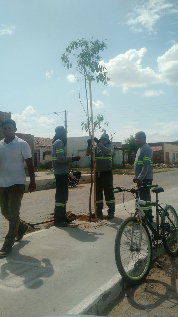 plantacao-arvoes-2-pedro-raimundo