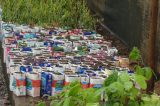 Viveiro Municipal produz mudas de espécies da Caatinga para serem doadas à comunidade Viveiro Municipal produz mudas de espécies da Caatinga para serem doadas à comunidade