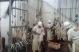 Primeiros animais de fazenda assistida pelo Projeto Bioma Caatinga começam a ser abatidos