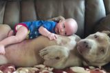Em vídeo, cão ‘adota’ bebê e enche a internet de afeto