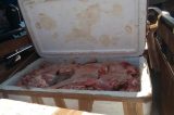 Depois de interditar supermercados, desta vez Vigilância Sanitária apreende 500 quilos de carne sem procedência em ônibus de viagem Depois de interditar supermercados, desta vez Vigilância Sanitária apreende 500 quilos de carne sem procedência em ônibus de viagem