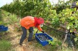 Dias de campo apresentam uvas brasileiras para clima tropical Dias de campo apresentam uvas brasileiras para clima tropical