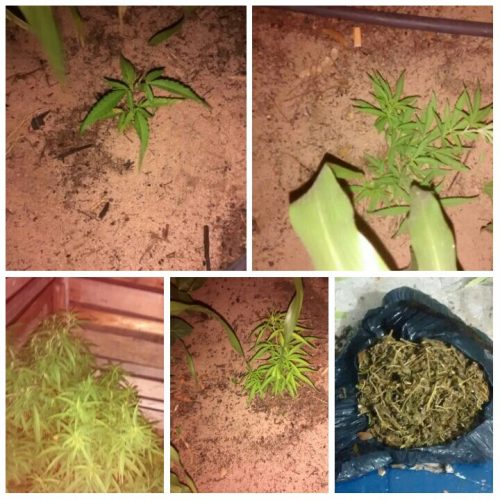 maconha1