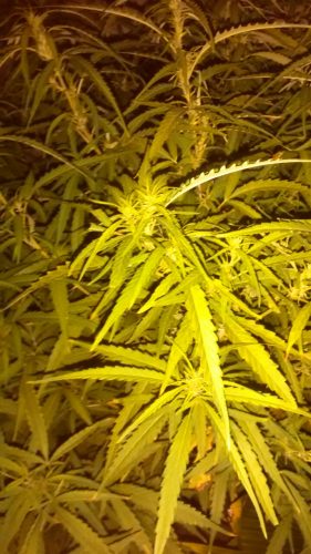 maconha2