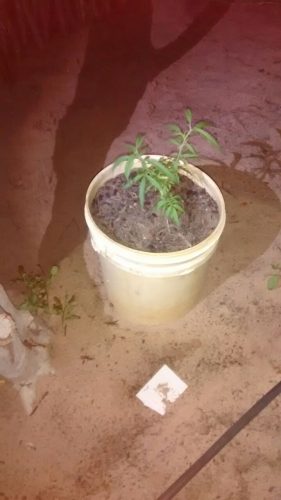 maconha3