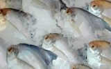 Pescadores denunciam peixe que pode estar sendo vendido com formol