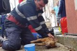 Cachorros em Juazeiro tem que serem apreendidos com urgência