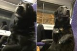 Cachorro chama atenção em trem ao sentar-se como humano