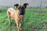 Cadela abandonada em abrigo vê seus antigos donos à procura de outro animal