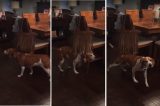 Vídeo de bolsa ‘fazendo carinho’ em cachorro viraliza e enche internautas de amor