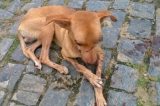 Homem espanca e fura olho de cachorro no interior da Bahia