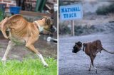 Cachorro com apenas duas patas é exemplo de superação e faz sucesso na internet