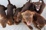 Cães podem se lembrar das ações dos donos, afirma estudo