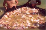 Toneladas de peixe são produzidas no semiárido