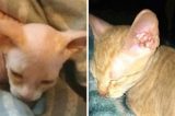 Mulher paga por gato sphynx, mas recebe vira-lata com pelos raspados