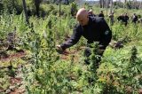 Palhaçada a ala Collor: Ministro da Justiça pretende erradicar comércio e uso de maconha no Brasil