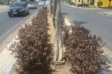 Plantas do jardim do centro de Juazeiro morrem de sede