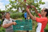 Produtores de frutas em alerta por conta de infestações