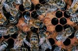 O agrotóxico que matou 50 milhões de abelhas em um só mês