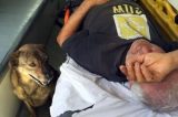 Cachorro ‘reivindica’ e consegue acompanhar dono em ambulância durante atendimento Cachorro ‘reivindica’ e consegue acompanhar dono em ambulância durante atendimento