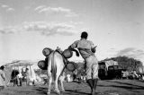 China importa milhões de burros para usar na medicina tradicional