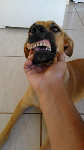 Cadela-dentadura-sorriso04