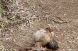 Ossada humana encontrada no Salitre
