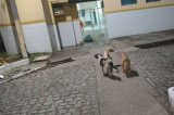 Cachorros esperam há meses por mulher que faleceu em hospital