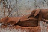 Bebê elefante emociona ao se recusar a se afastar de mãe morta