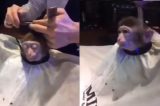 Macaquinho aparece cortando o cabelo e viraliza nas redes sociais