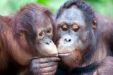 ‘Beijos’ de orangotangos revelam segredos sobre origem da fala humana, dizem cientistas ‘Beijos’ de orangotangos revelam segredos sobre origem da fala humana, dizem cientistas