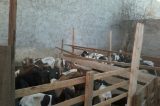 Abatedouro clandestino é fechado em Petrolina